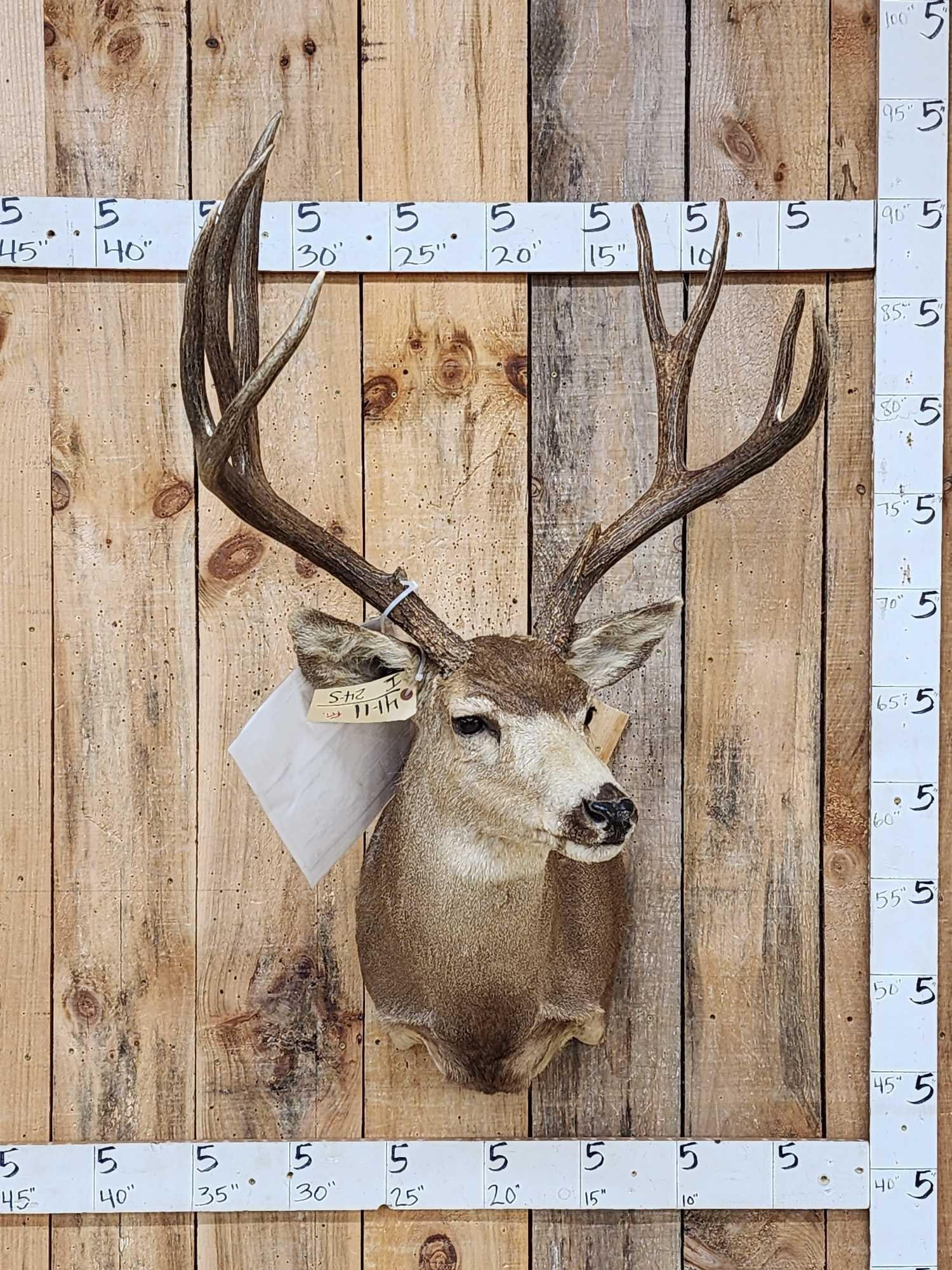 188 4/8" Mule Deer Shoulder Mount Taxidermy (1 of 8)