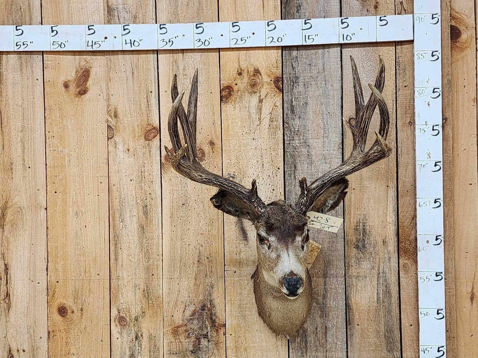 Vintage 6x6 Mule Deer Shoulder Mount Taxidermy (1 of 6)