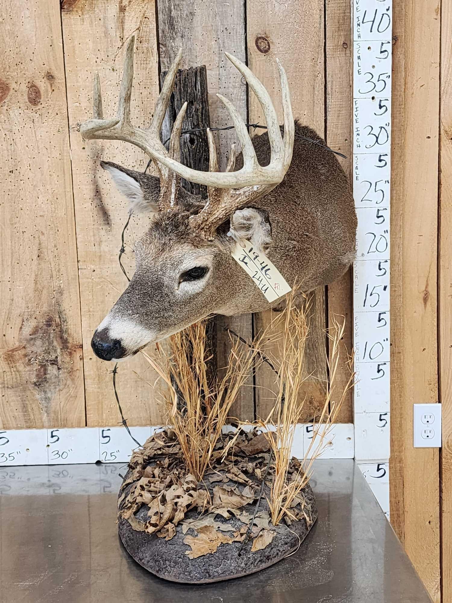 5x5 Whitetail Table Top Pedestal Taxidermy Mount (1 of 6)