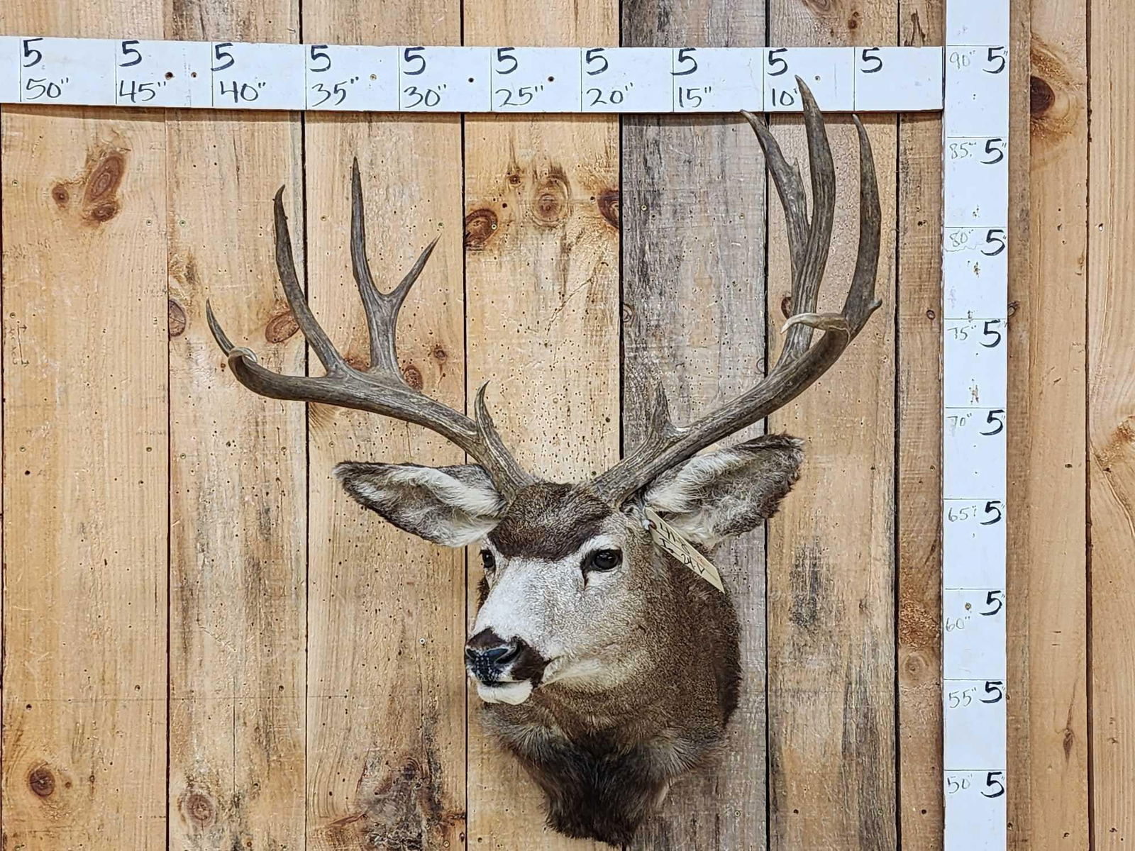 6x5 Mule Deer Shoulder Mount Taxidermy (1 of 5)