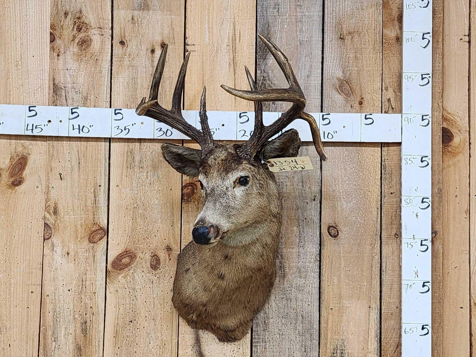 Vintage 4x5 Whitetail Shoulder Mount Taxidermy: 13.54 Probably late 40s early 50s vintage awesome patina with droptine