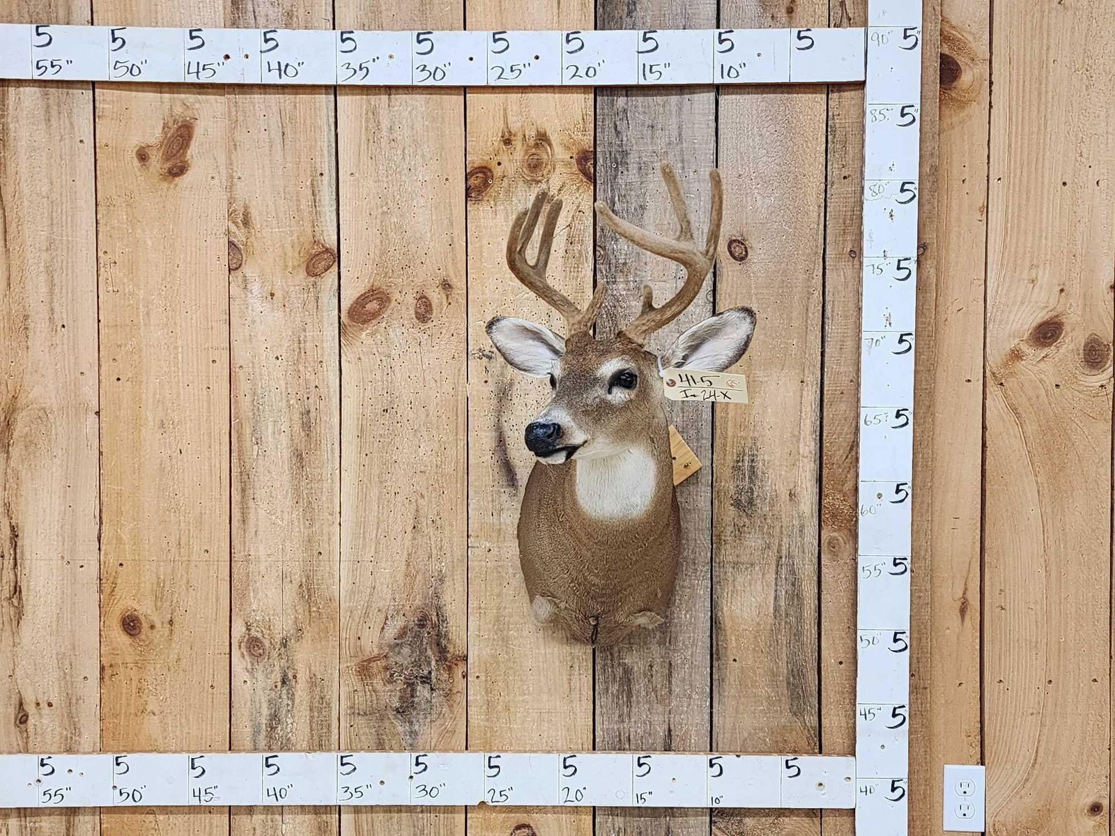 4x4 Whitetail In Velvet Shoulder Mount Taxidermy: 41.5 Nice little mount short hair Cape