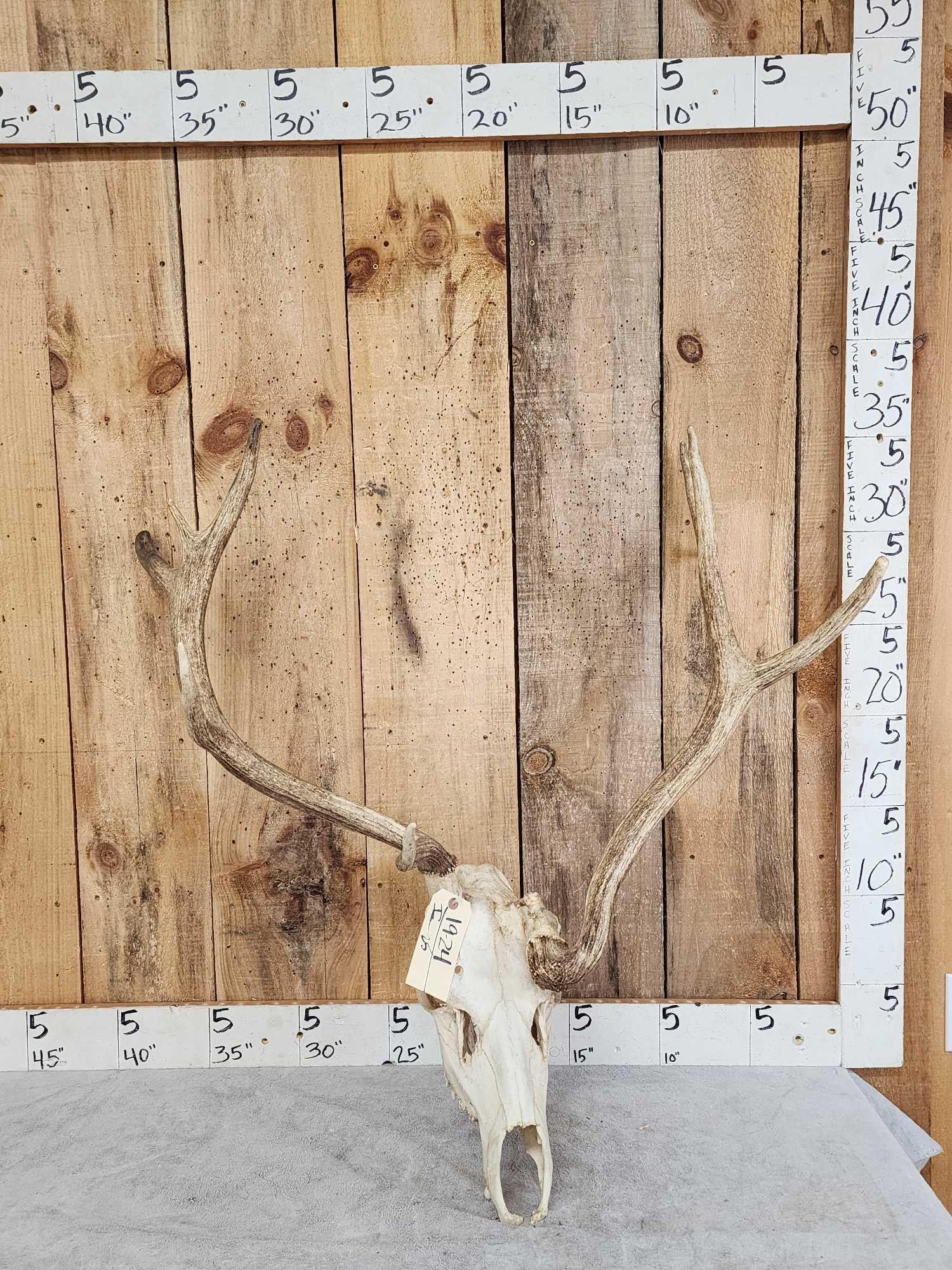 Freak Nontypical Elk Antlers On Skull (1 of 4)