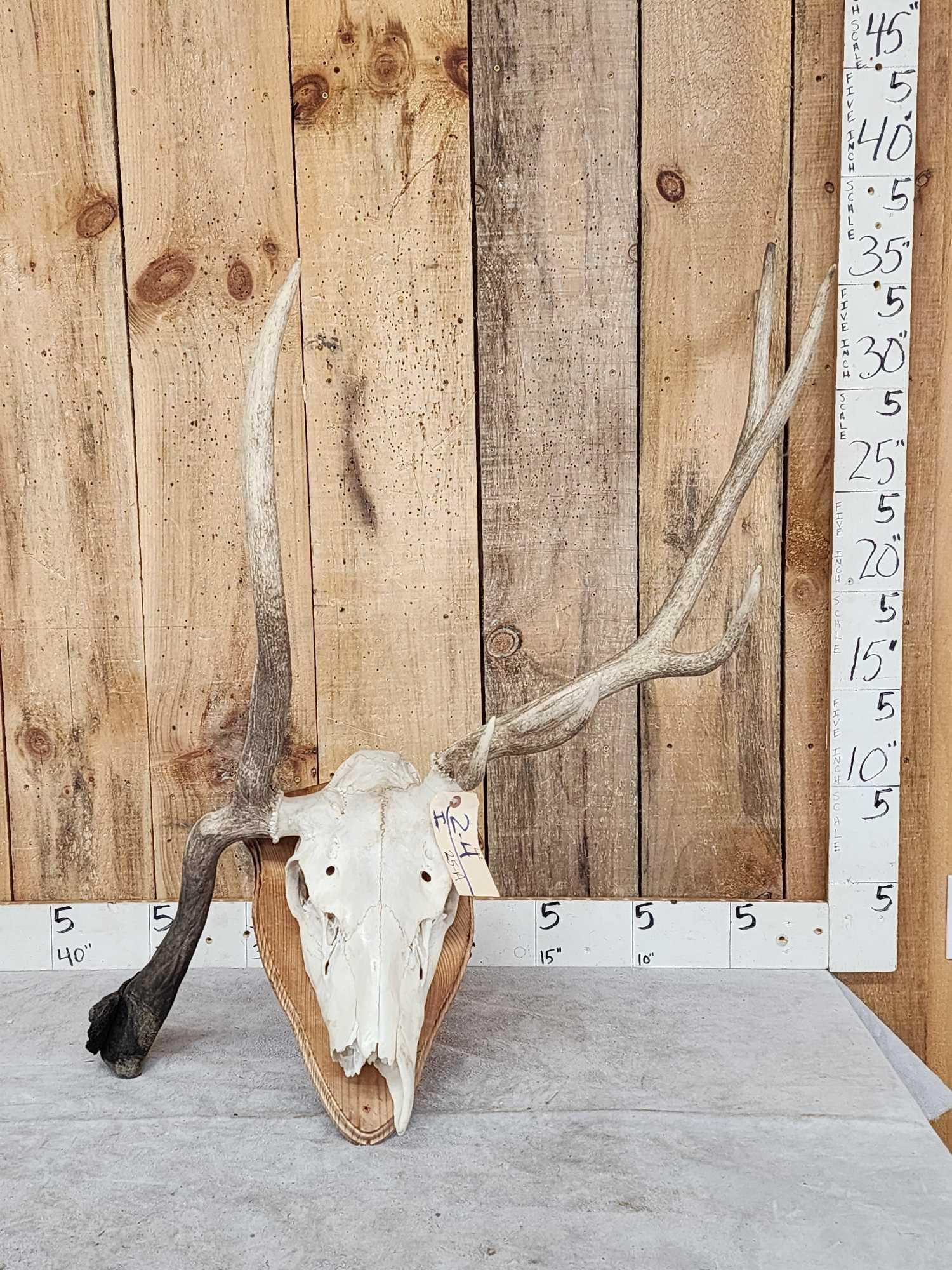 Freak Nontypical Elk Skull On Plaque (1 of 4)