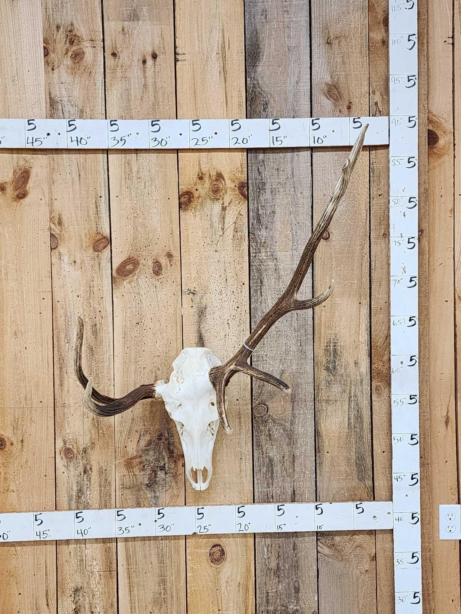 Freak Nontypical Elk Antlers On Skull (1 of 3)