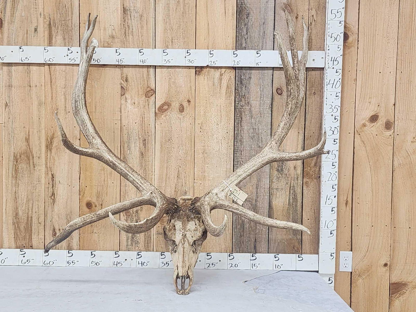 GIANT 470 Class Nontypical Elk Antler On Skull (1 of 6)