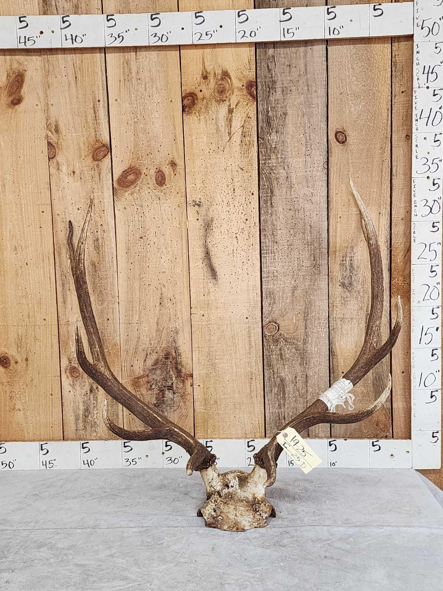 5x5 Elk Antlers On Skull Plate (1 of 3)