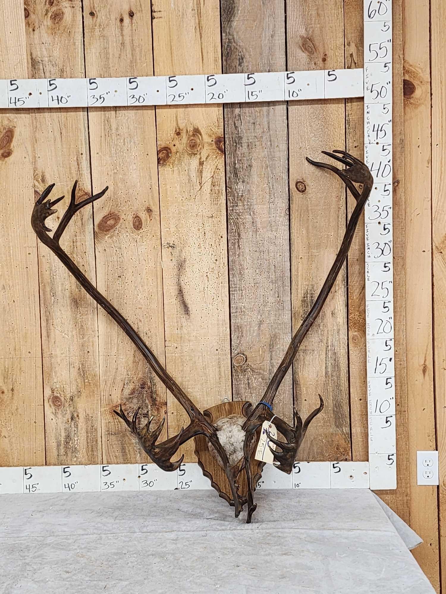 Double Shovel Caribou Antlers On Plaque (1 of 5)