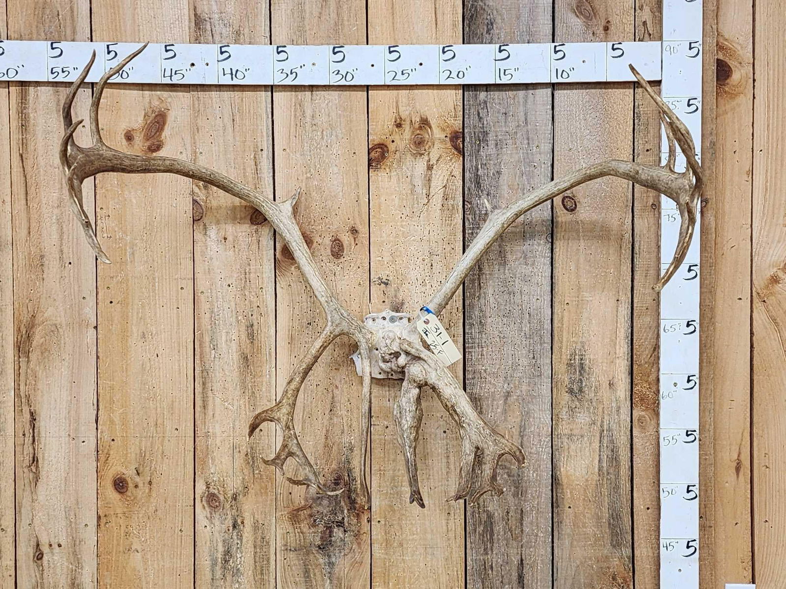 Freak Deformed Nontypical Caribou Antlers On Skull Plate (1 of 10)