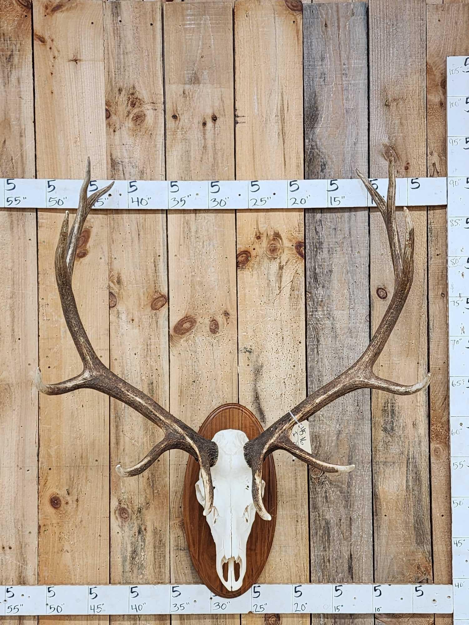 Extra Nice 6x6 Elk Antlers On Skull (1 of 6)