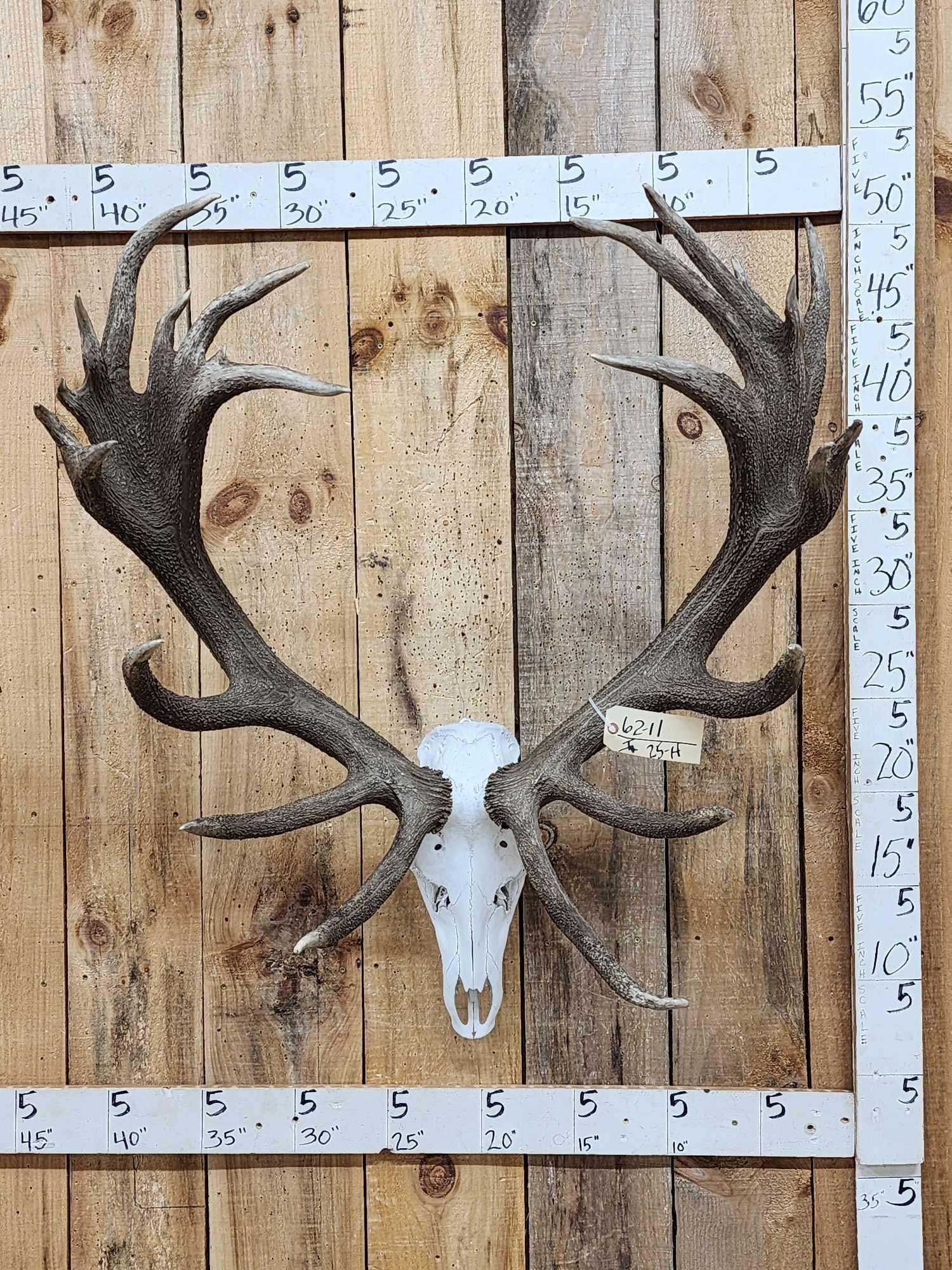Heavy Mass 11x12 Red Stag Antlers On Skull: 62.11 Heavily beaded thick antler all the way with Palmated crowns Great look