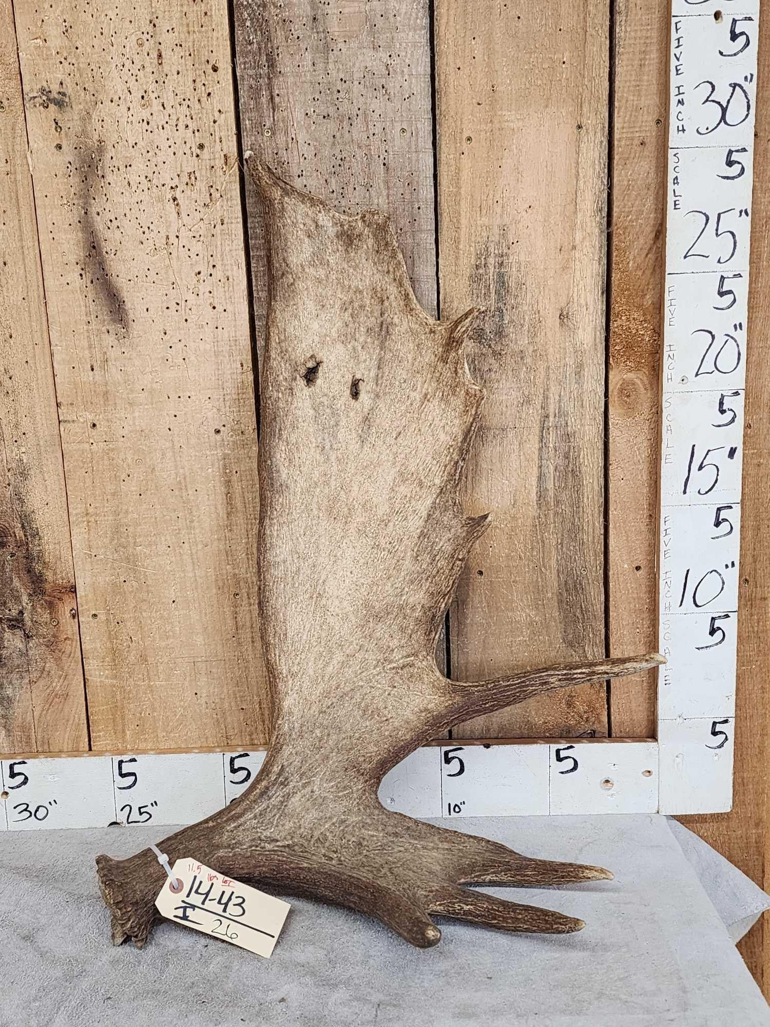 11.5 Lbs Moose Shed Antler (1 of 5)