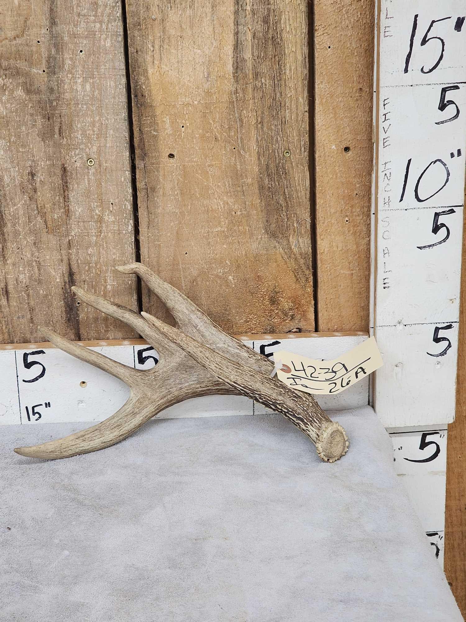Wild Palmated 4 Point Whitetail Shed Antler (1 of 6)