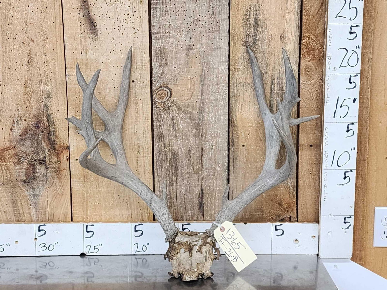 Vintage Nontypical Mule Deer Antlers On Skull Plate (1 of 3)