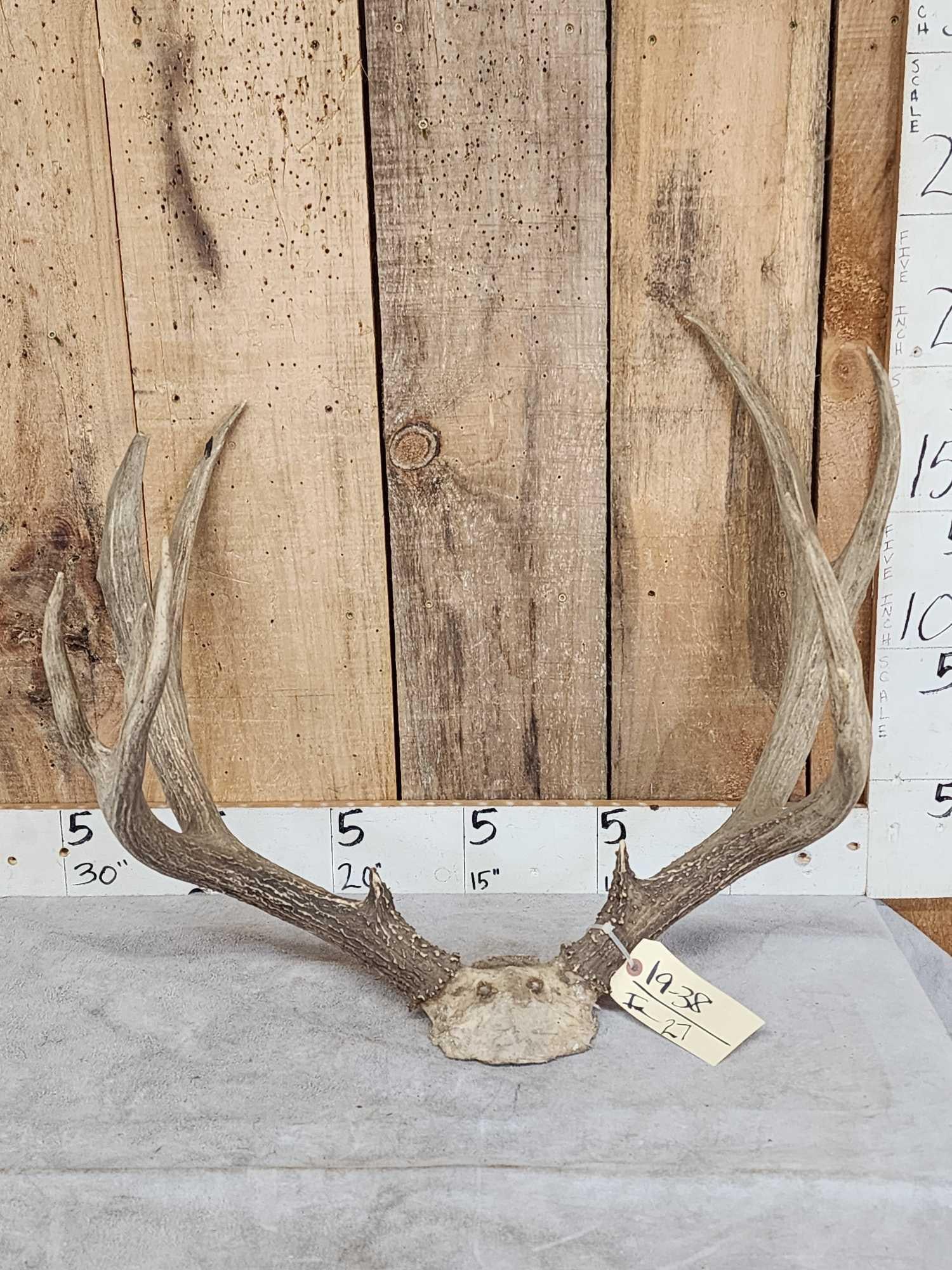 BIG 6x5 Mule Deer Antlers On Skull Plate (1 of 4)