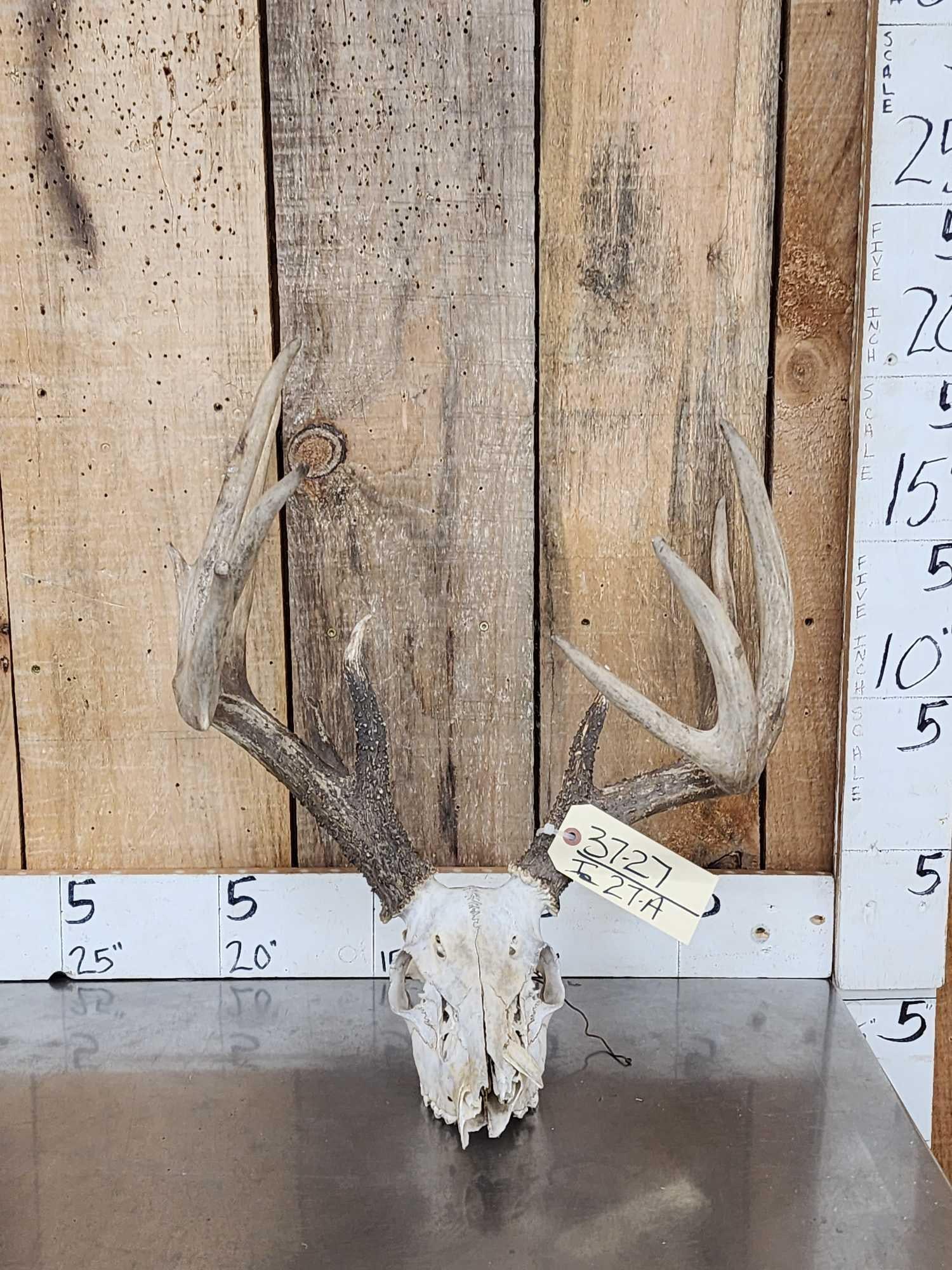 Main Frame 5x5 Whitetail Antlers On Skull: 37.27 Heavy beading with extras