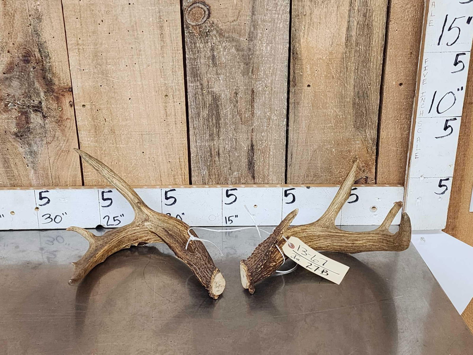 Vintage Whitetail Antlers Cut Below The Burr: 13.67 Previously mounted good patina