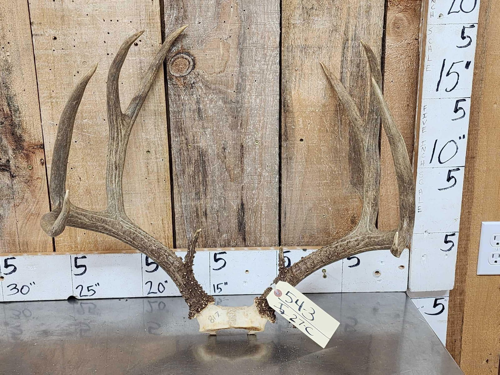 5x5 Mule Deer Antlers On Skull Plate (1 of 3)