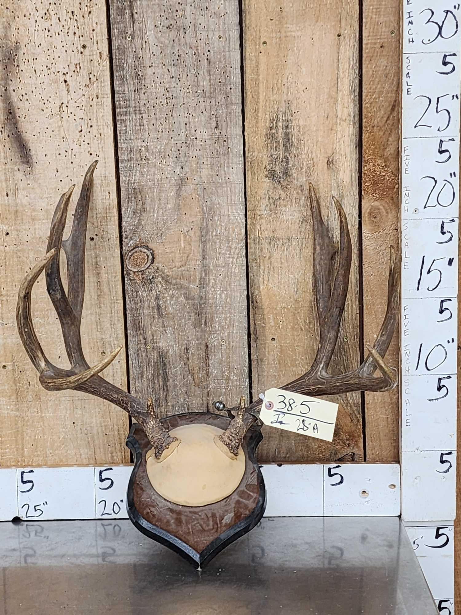 Vintage 7x7 Mule Deer Antlers On Plaque: 38.5 Great look with 1958 Wyoming tag