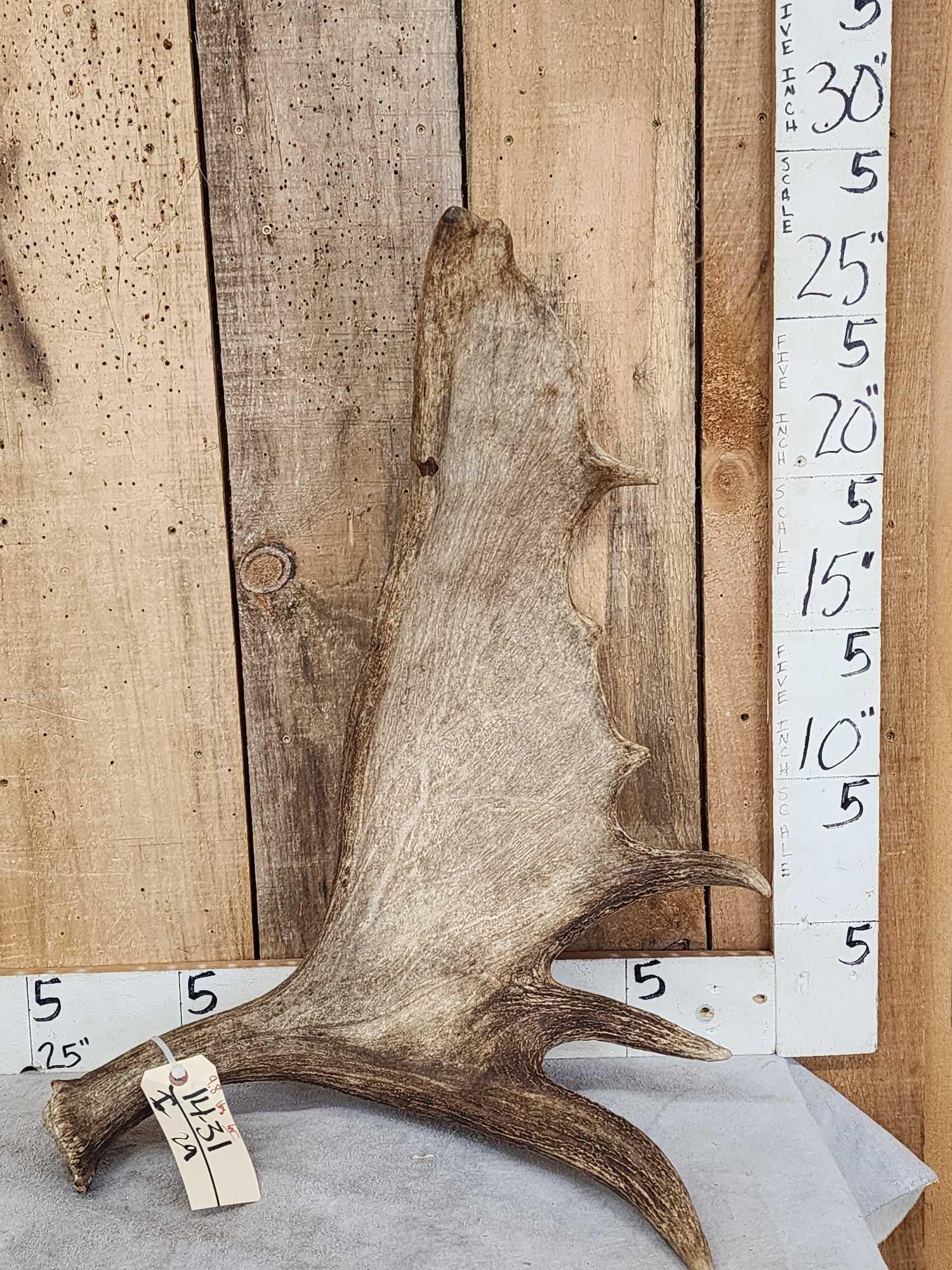 9.8 Lbs Moose Shed Antler (1 of 4)