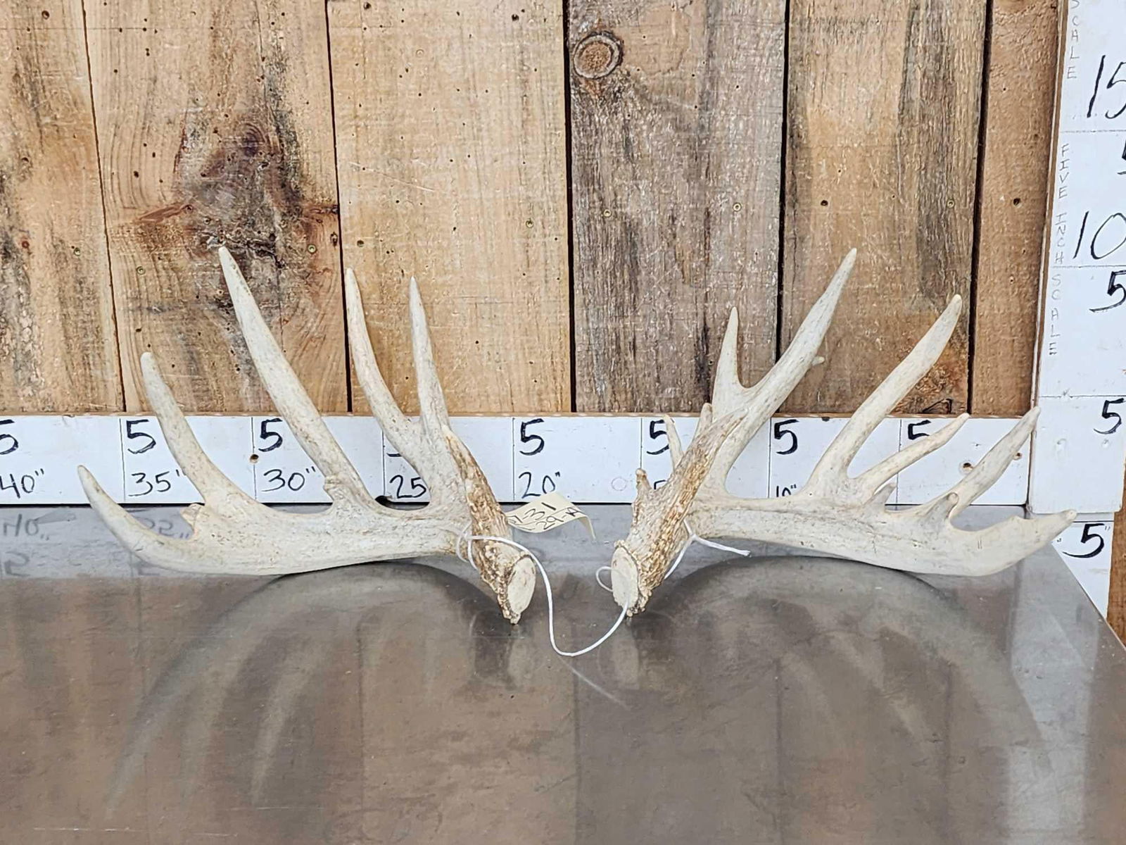 Main Frame 5x5 Whitetail Shed Antlers (1 of 7)