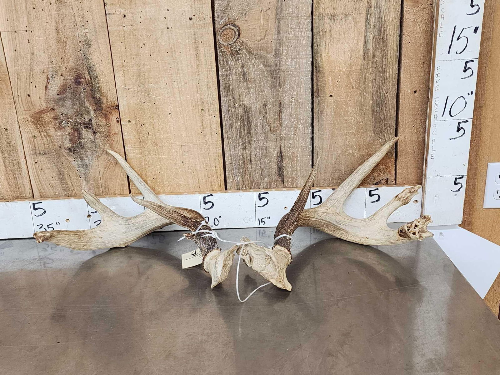 Freak Nontypical 4x4 Whitetail Antlers On Split Skull Plate (1 of 6)