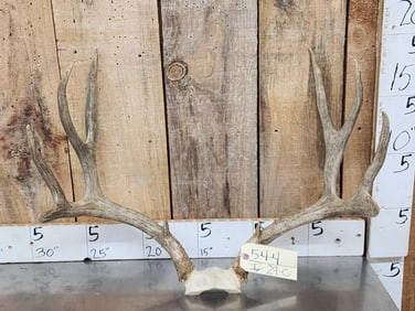 5x5 Mule Deer Antlers On Skull Plate