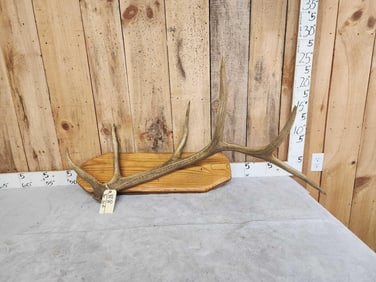 6 Point Elk Shed Antler On Plaque