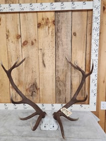 6x6 Red Stag Antlers On Skull Plate