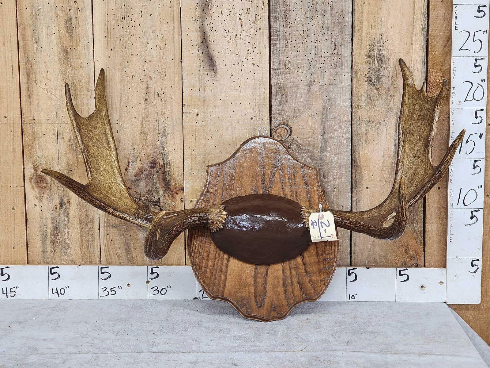 37 1/3" Wide Moose Antlers On Plaque (1 of 3)