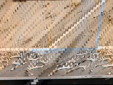 22.6 Lbs Of Whitetail Shed Antlers