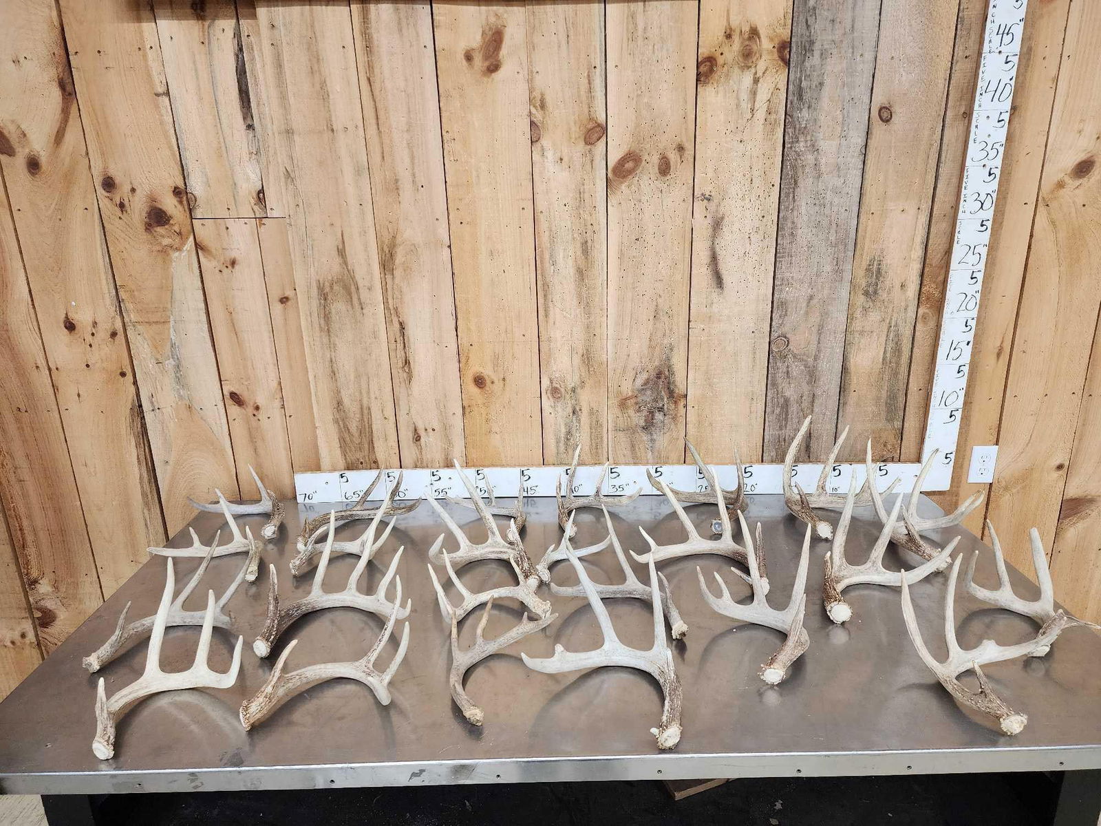22.6 Lbs Of Whitetail Shed Antlers: 36.2 Good color no chews great for crafts decor or dog chews 24 pcs