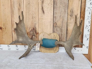 39" Wide Moose Antlers On Plaque