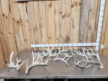 18.5 Lbs Of Whitetail Shed Antlers