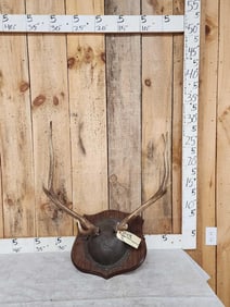 4x5 Elk Antlers On Plaque