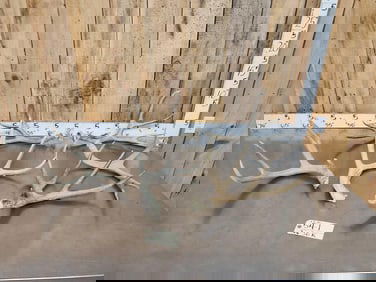 8.8 Lbs Of Mule Deer Antlers