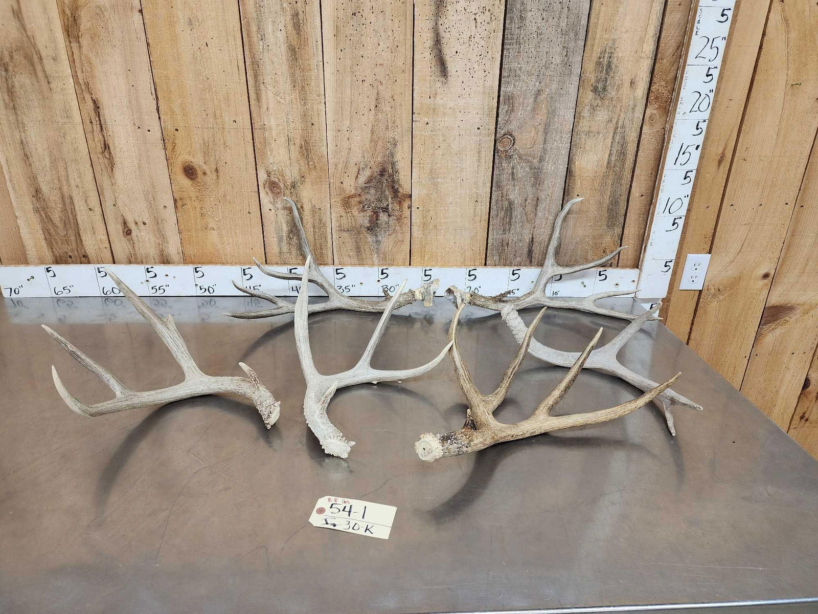 8.8 Lbs Of Mule Deer Antlers (1 of 4)