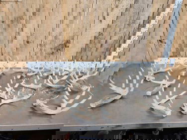 17.1 Lbs Of Whitetail Shed Antlers