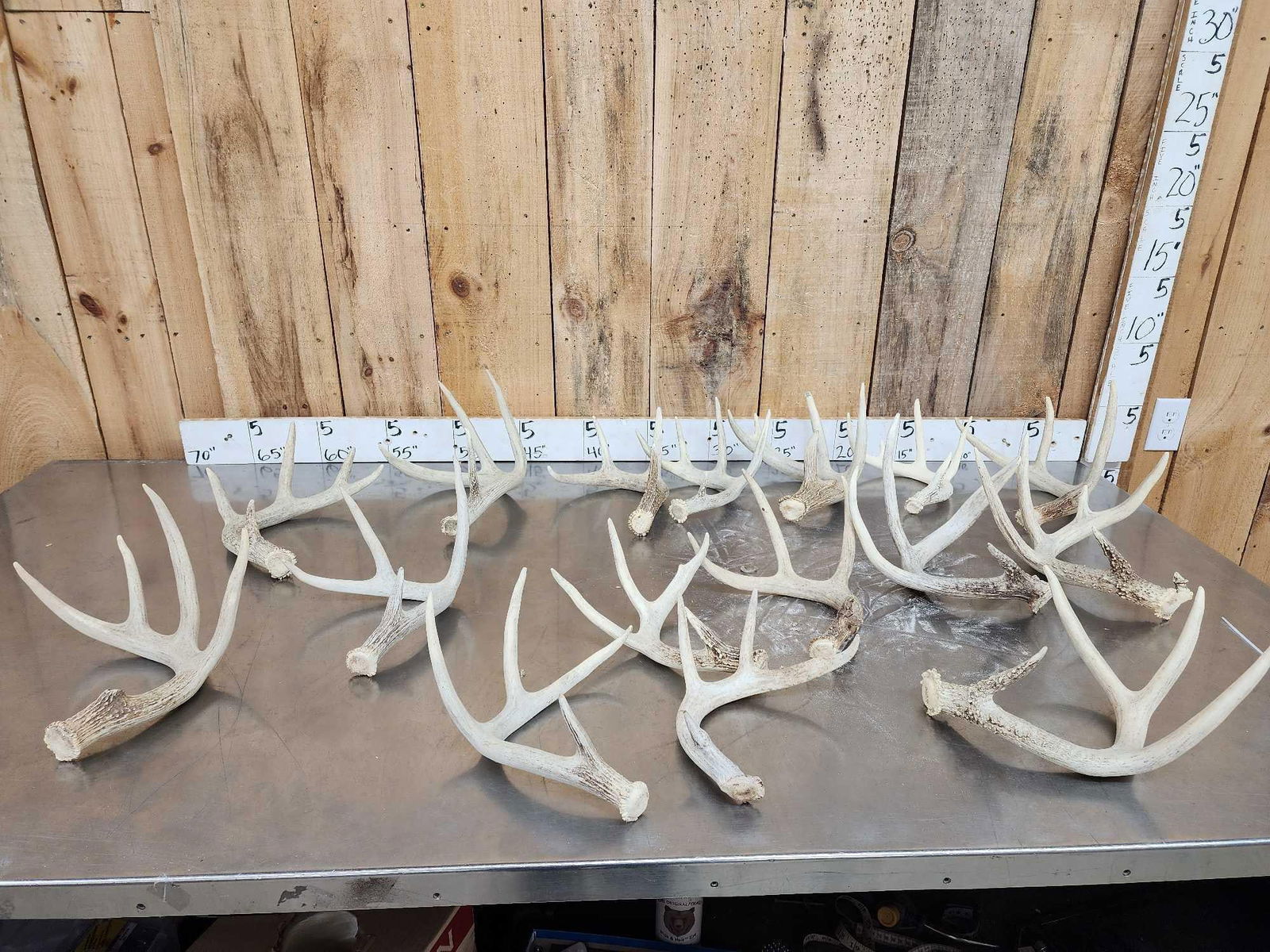 17.1 Lbs Of Whitetail Shed Antlers: 60.4 Nice fairly even group of sheds no chews great craft antler 16 pcs