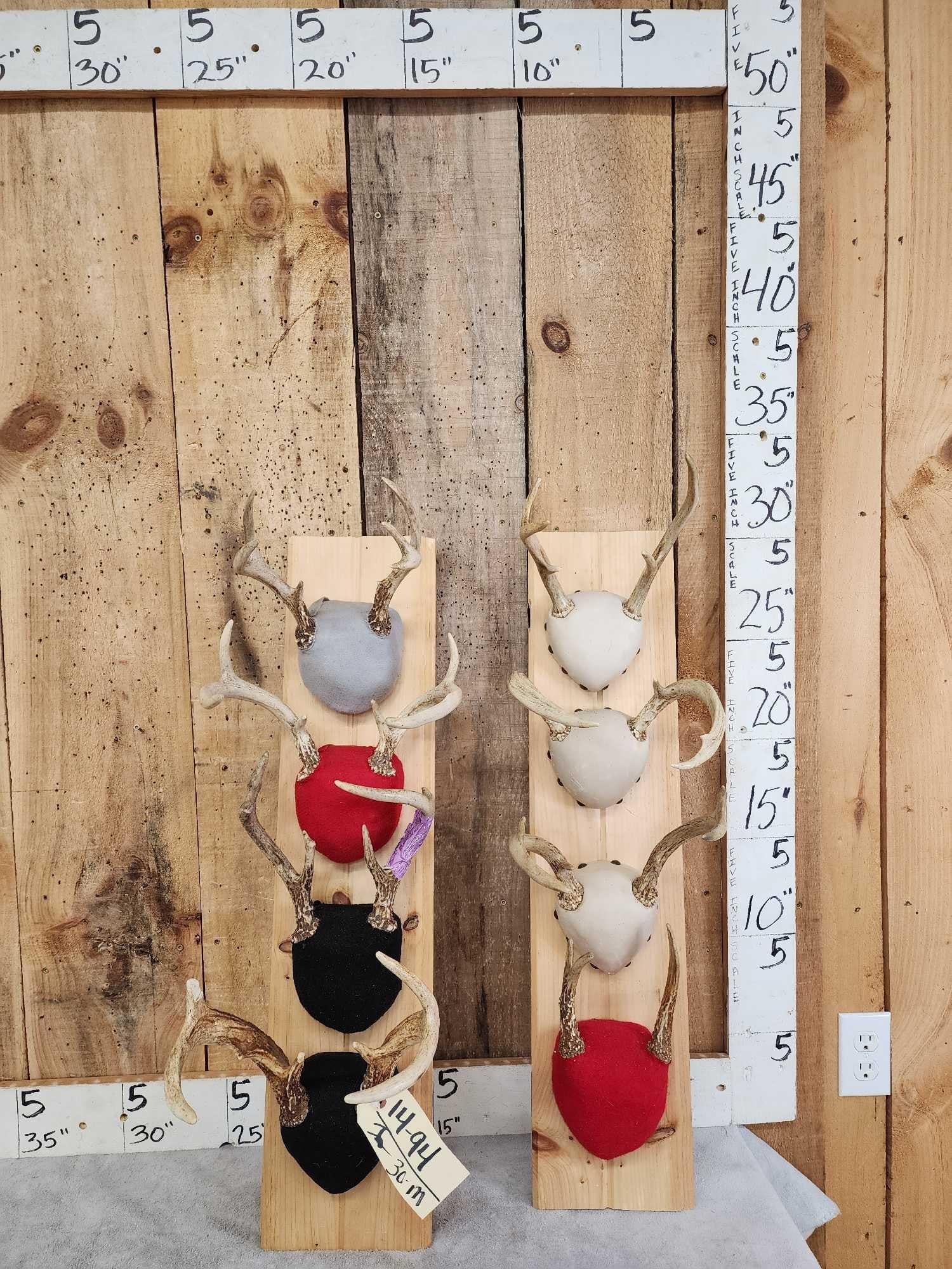 8 Sets Of Whitetail Antlers On Plaques (1 of 3)