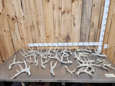 20.1 Lbs Of Whitetail Shed Antlers