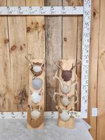 8 Sets Of Whitetail Antlers On Plaques
