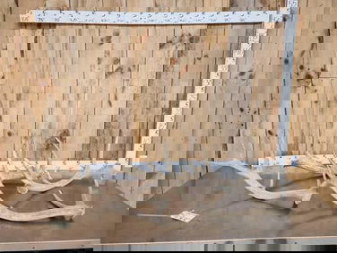 21.7 Lbs Of Elk Shed Antlers