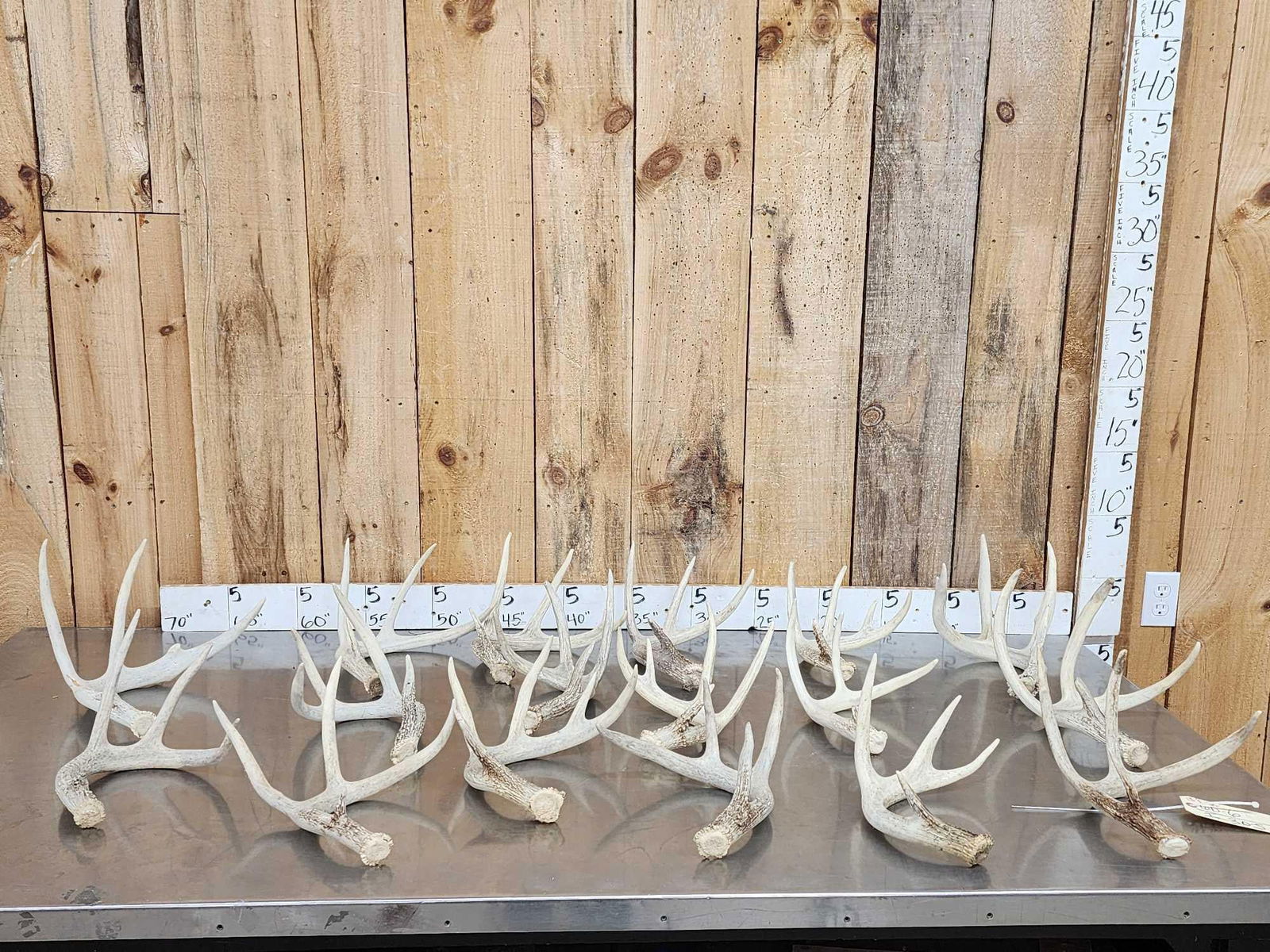 18.8 Lbs Of Whitetail Shed Antlers: 60.6 Nice even batch of sheds great craft antler no chews 17 pcs