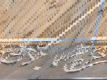 14.2 Lbs Of Whitetail Shed Antlers