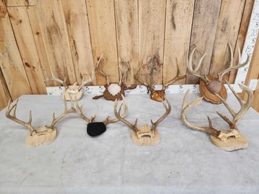 8 Sets Of Whitetail Antlers On Plaques