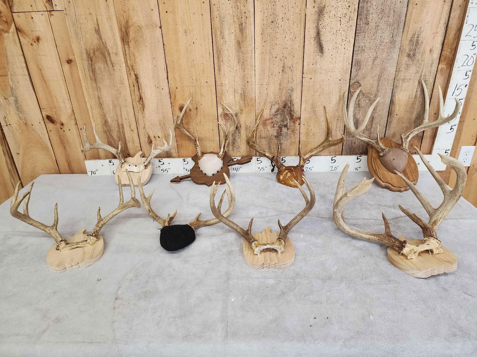 8 Sets Of Whitetail Antlers On Plaques (1 of 5)