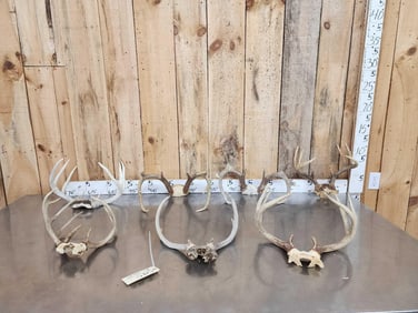 7 Sets Of Whitetail Antlers On Skull Plate