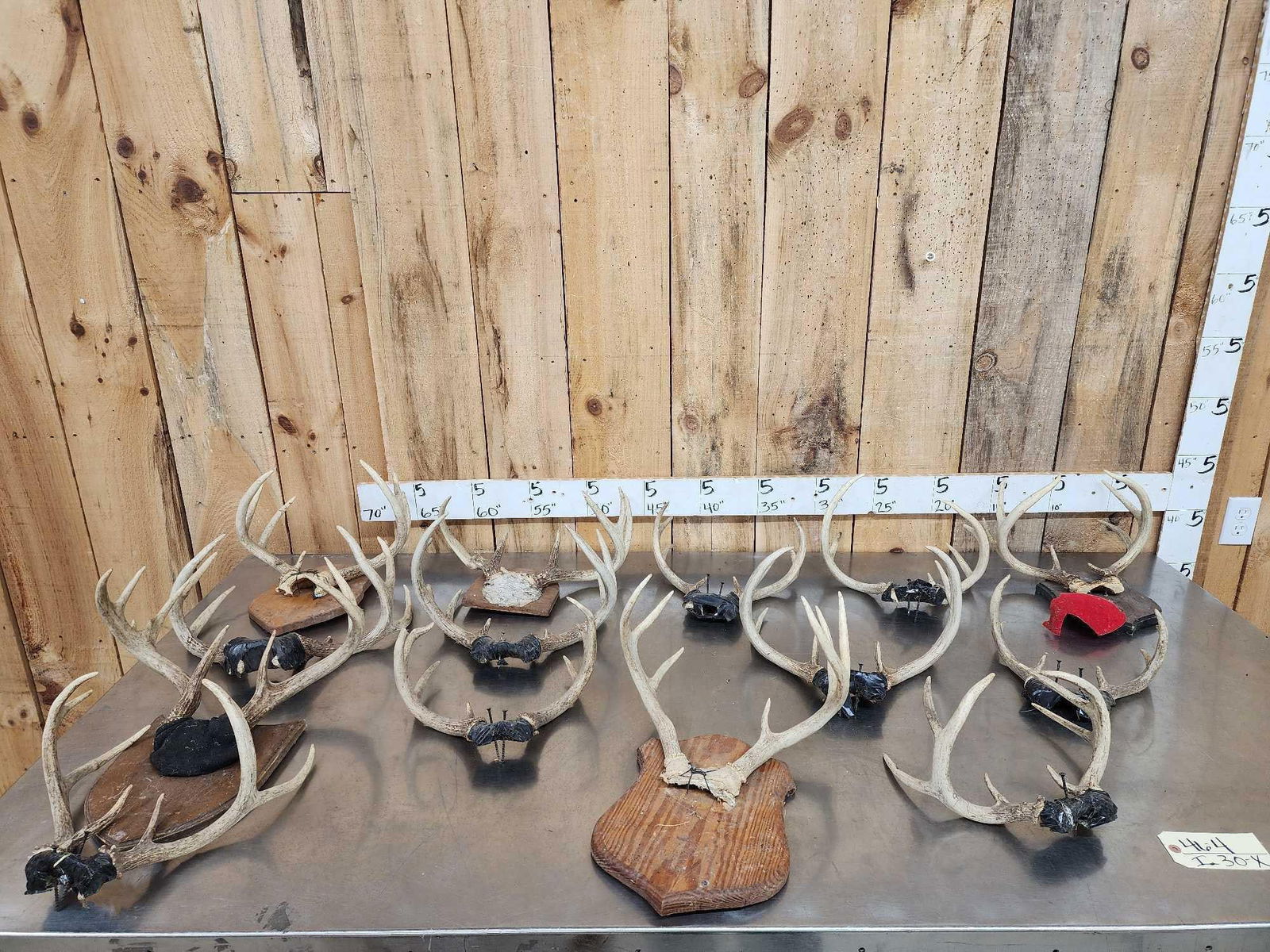 14 Sets Of Whitetail Antlers On Skull Plate: 46.4 Great for crafts or dog chews