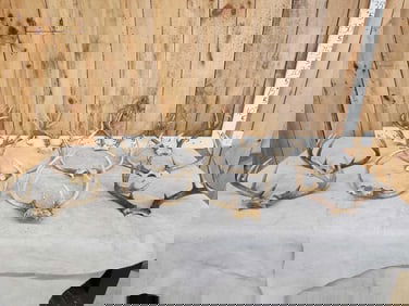 12 Sets Of Whitetail Antlers On Skull Plate